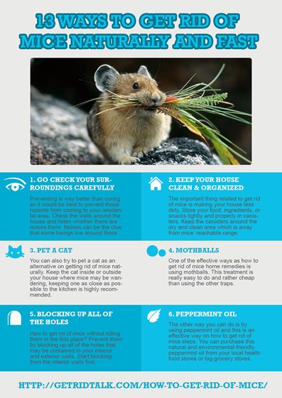 How To Get Rid Of Mice In Your House: Alexandra Holle